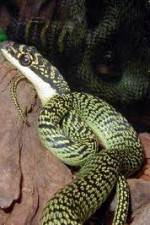 Watch National Geographic Snakes that Fly Putlocker