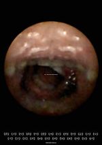 Watch Feeder (Short 2010) Putlocker