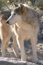 Watch National Geographic : Mystery of the Wolf Putlocker