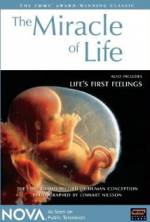 Watch The Miracle of Life Putlocker