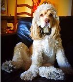 Watch War Dogs: America\'s Forgotten Heroes Putlocker