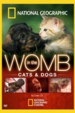 Watch National Geographic In The Womb  Cats Putlocker