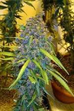 Watch Marijuana: It’s Time for a Conversation Putlocker