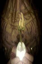 Watch A Zebra for Sally Putlocker