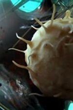 Watch Our Secret Universe: The Hidden Life of the Cell Putlocker