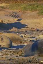 Watch Supergiant Animals Putlocker