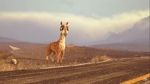 Watch Caminandes: Llama Drama (Short 2014) Putlocker