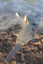 Watch National Geographic Hooked: Chainsaw Fish Putlocker