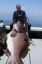 Watch National Geographic: Monster Fish - Nile Giant Putlocker