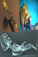 Watch Desert of the Skeletons Putlocker