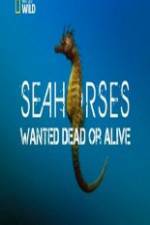 Watch National Geographic - Wild Seahorses Wanted Dead Or Alive Putlocker