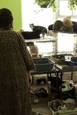 Watch Cat Ladies Putlocker