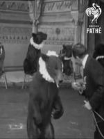 Watch Trained Bears Putlocker