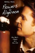 Watch Flowers for Algernon Putlocker