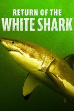 Watch Return of the White Shark Putlocker