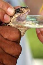 Watch History Channel Evolve:  Venom Putlocker