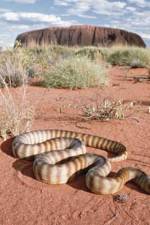 Watch DEADLY PREDATORS.AUSTRALIAN PYTHONS Putlocker