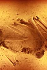 Watch Lost Cannibals of Europe Putlocker