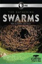 Watch Nature The Gathering Swarms Putlocker